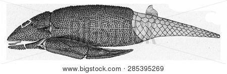 Asterolepis, shell fish of the Russian Devonian, vintage engraved illustration. From the Universe and Humanity, 1910.