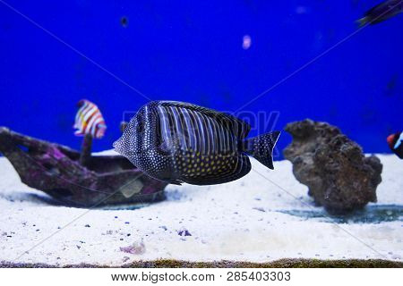 Multi Colored Fish Of Different Breeds Swims In The Aquarium