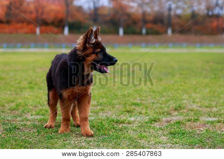 Little Puppy Of Breed German Shepherd Stands On Green Grass In The Park