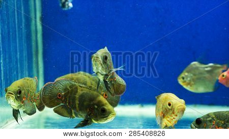 Multi Colored Fish Of Different Breeds Swims In The Aquarium