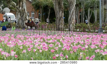 2019 Shilin Official Residence Tulip Exhibition, Taipei, Taiwan