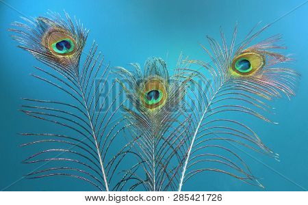 Tree Peacock Feathers Against Blue Background With Beautiful Light.