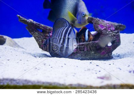 Multi Colored Fish Of Different Breeds Swims In The Aquarium
