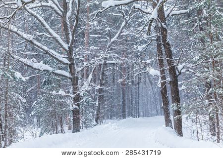 The Blizzard In The Winter Forest Or Park With The Falling Snow. The Beautiful White Snowy Fairy Lan