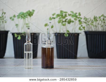 Liquid Fertilizer For Seedlings. Plant Breeding. Spring Care Of Plants. Growth Energy For Plants.