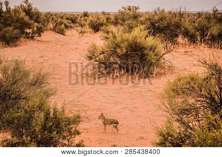 The Rabbit Is One Of The Animals You Can Find At Talampaya.