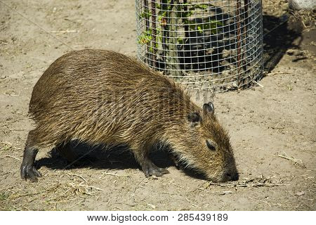 The Young Capibara Smelling The Ground - View On A Sunny Day