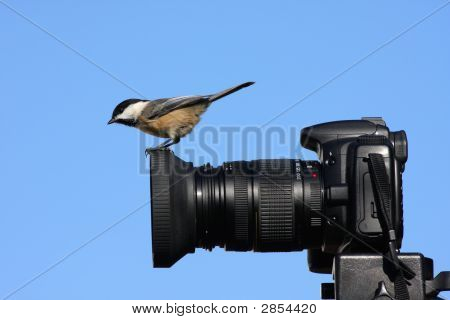Vogel auf einer Kamera