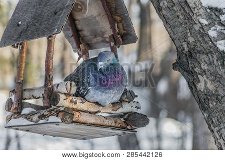 A Gray Pigeon With Rainbow Neck And Bright Eyes Is In A Brown Wooden Bird And Squirrel Feeder House 