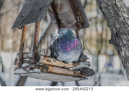 A Gray Pigeon With Rainbow Neck And Bright Eyes Is In A Brown Wooden Bird And Squirrel Feeder House 