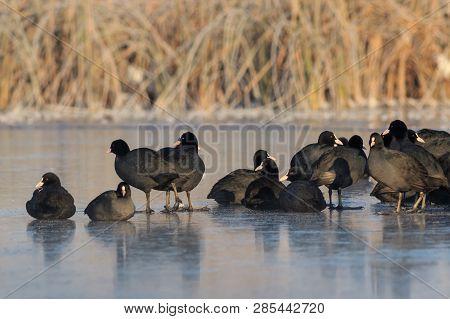 Eurasian Coot (fulica Atra) In Winter. Location: Comana Natural Park, Romania