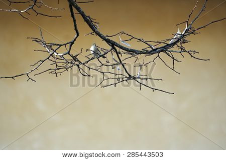 Western Bonelli's Warbler (phylloscopus Bonelli) Perched On A Branch With A Gradient Background