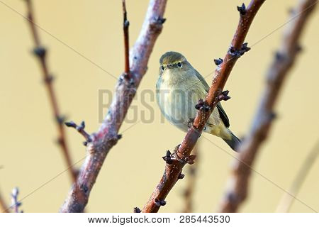 Western Bonelli's Warbler (phylloscopus Bonelli) Perched On A Branch
