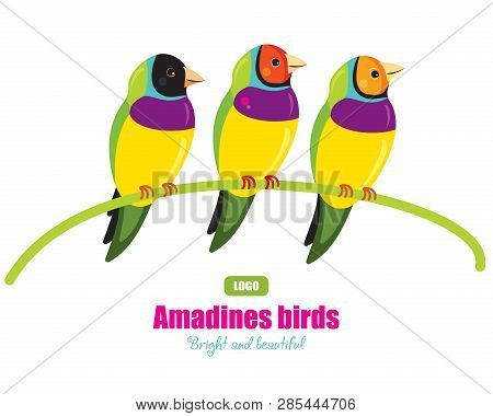 Three Amadines Tropical Birds Sitting On A Branch