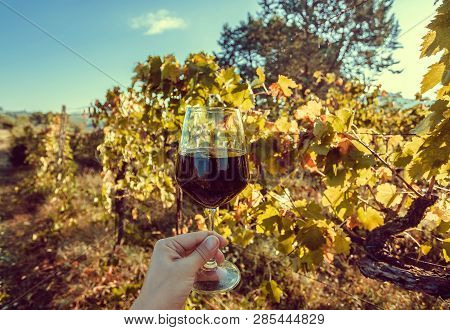 Wine Glass At Natural Grapeyard At Sunny Morning. Grapevine Farm.