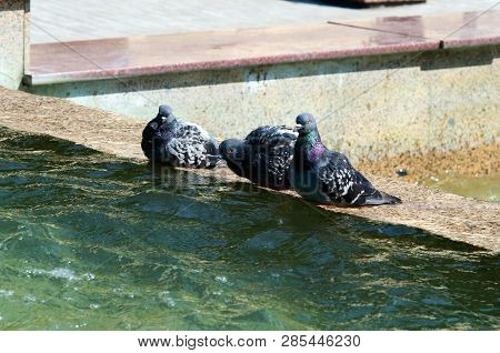 Three Pigeons On The Border Of The Fountain In The Park.