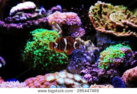 Golden Flake Maroon Clownfish - Premnas Biaculeatus (juvenile)