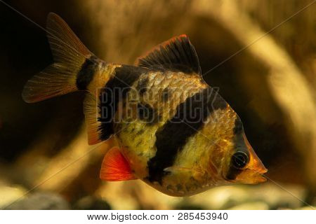 Tiger Barb Puntius Tetrazona In Aquarium Closeup