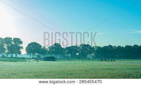 Fields With Horses In The Early Morning Light.
Location: Germany, North Rhine - Westphalia, Borken -