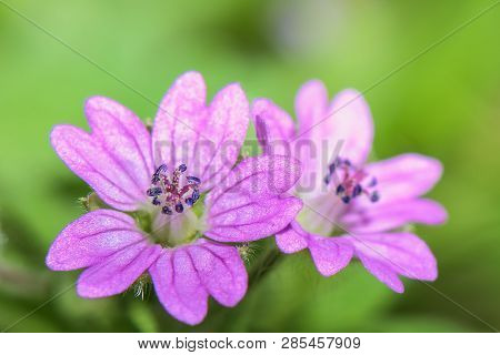 Macro Photography - Very Small Pink Flower On A Green Background - Geranium Pusillum ( Small-flowere