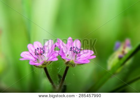 Macro Photography - Very Small Pink Flower On A Green Background - Geranium Pusillum ( Small-flowere
