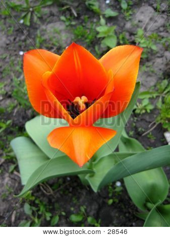 Tulpe