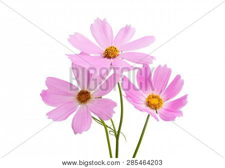 Cosmea Bouquet Flowers Isolated On White Background