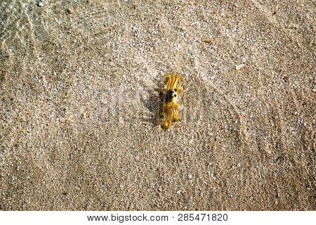 Ocypodinae, Ghost Crab Photographed In The Caribbean Sea