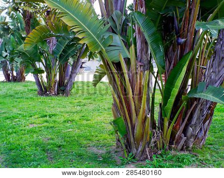 Plantain Tree In The Garden Of The Park In The Capital Of Cádiz, Andalusia. Spain
