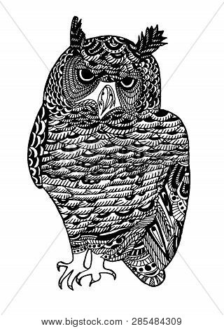 Vector Hand Drawn Sketch Of Owl Bird  Illustration On White Background