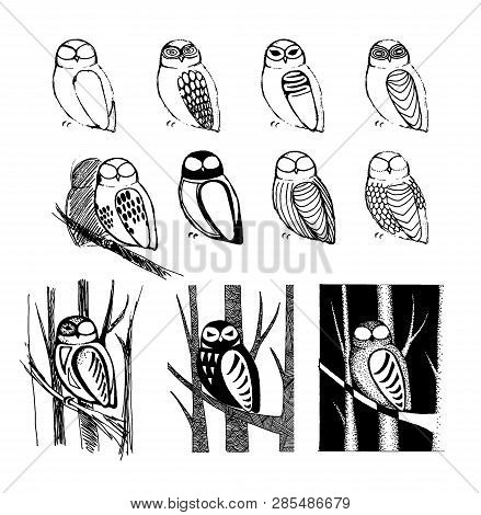 Vector Hand Drawn Sketch Of Owl Bird  Illustration On White Background