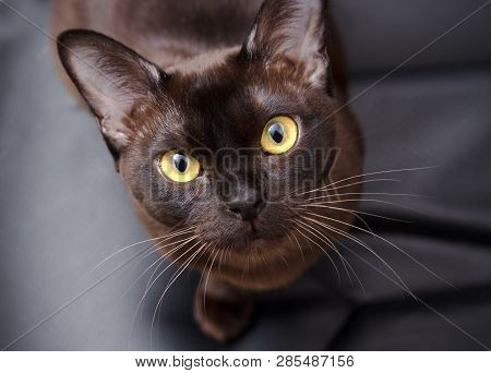 Close-up Portrait Of Brown Burmese Cat With Chocolate Fur Color And Yellow Eyes, Curious Looking, On