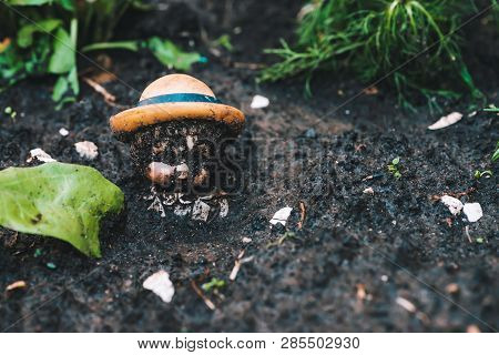 Dirty Doll In Soil Near Plants And Trash. Old Thrown Soiled Toy Buried In Ground. Sad Pessimistic St