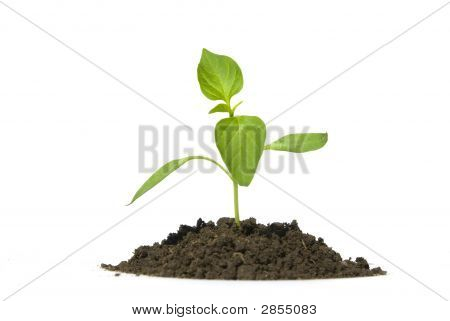 New Life