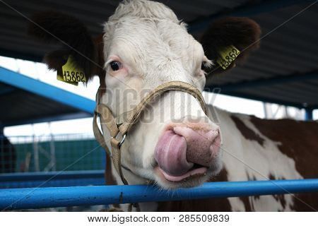 Funny Cow On A Farm In A Paddock Stuck Her Tongue On Her Head Muzzle Close-up Looks