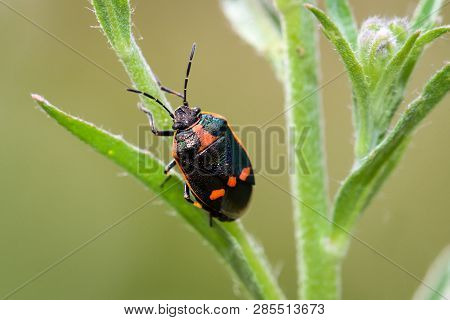 A Bug On A Flower Of A Plant