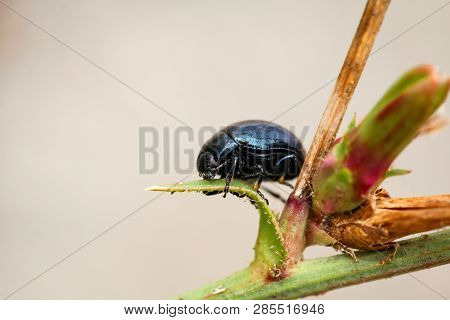This Is A Beatle, Bug On A Plant