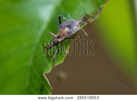 This Is A Beetle, A Bug On A Leaf, Gras