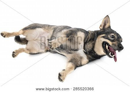 Swedish Vallhund In Front Of White Background
