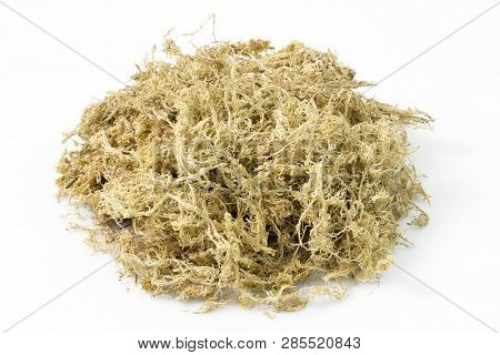 Pile Of Dry Sphagnum Moss. Used For Orchid Transplanting To Retains Moisture