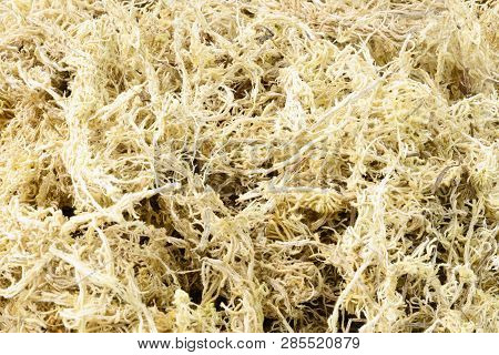 Pile Of Dry Sphagnum Moss. Used For Orchid Transplanting To Retains Moisture