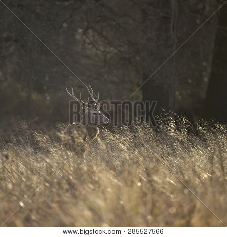 Stunning Red Deer Stag Cervus Elaphus With Majestic Antelrs In Autumn Fall Froest Landscape