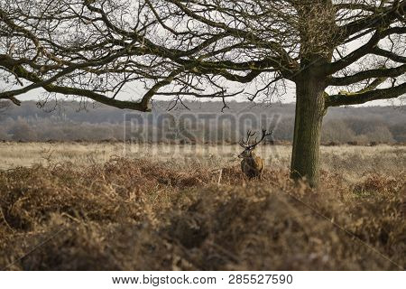 Stunning Red Deer Stag Cervus Elaphus With Majestic Antelrs In Autumn Fall Froest Landscape