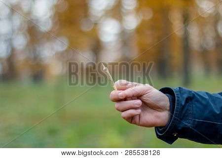 The Man Holgs In His Hand Joint With Medical Marijuana. Cannabis Joint. Legalization All Ower The Wo