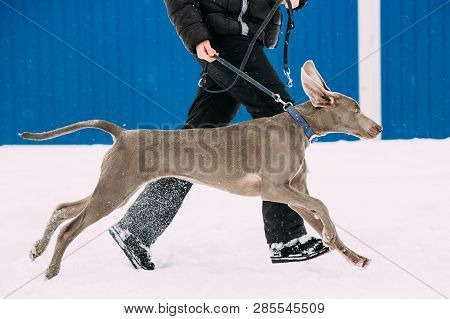 Weimaraner Dog Running Near Man In Snow At Winter Day. Large Dog Breds For Hunting. The Weimaraner I