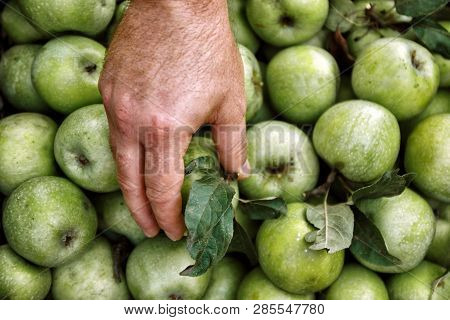 Men's Hands Hold A Box With Green Simirenka Apples. Pick And Pick Apples. Concept, Autumn Harvesting