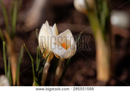 Flower Of The Crocus Chrysanthus Variation Snow Bunting.