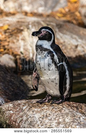 The Humboldt Penguin, Spheniscus Humboldti Also Termed Peruvian Penguin, Or Patranca Is A South Amer