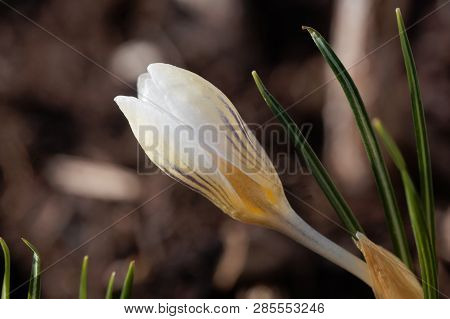 Flower Of The Crocus Chrysanthus Variation Snow Bunting.