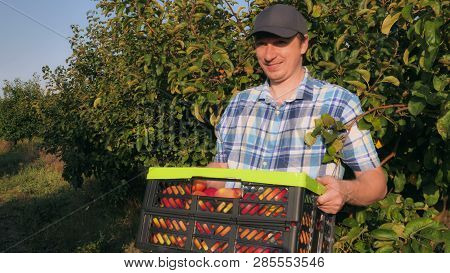 Caucasian Happy Man And Smiling Woman Harvesting Apples In Garden. Workers Or Grower Holding Box Wit